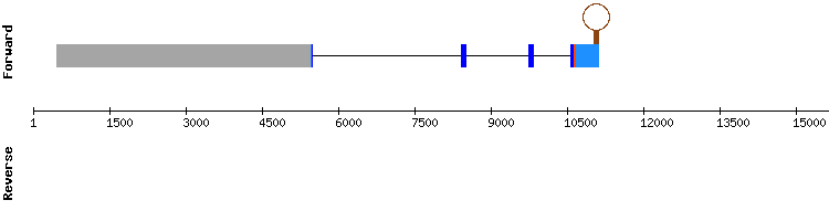 gene structure