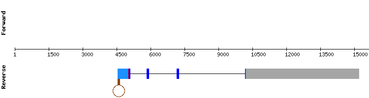 gene structure