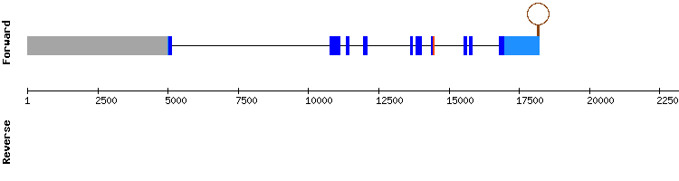 gene structure