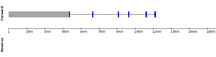 gene structure