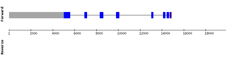 gene structure