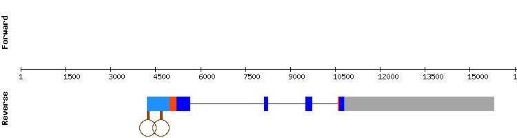 gene structure