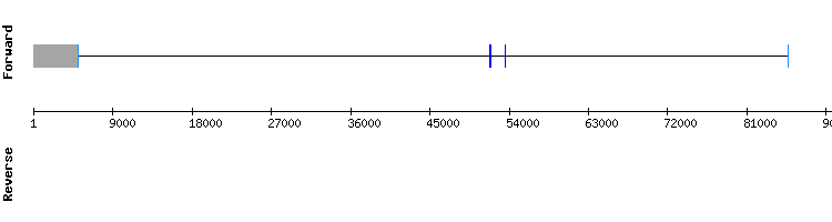 gene structure