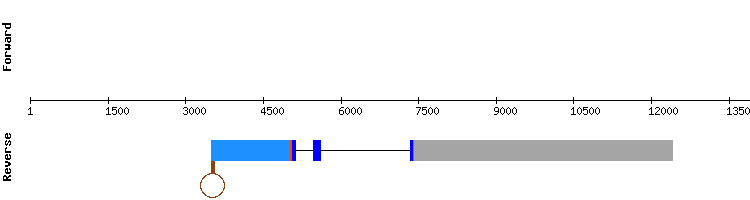 gene structure