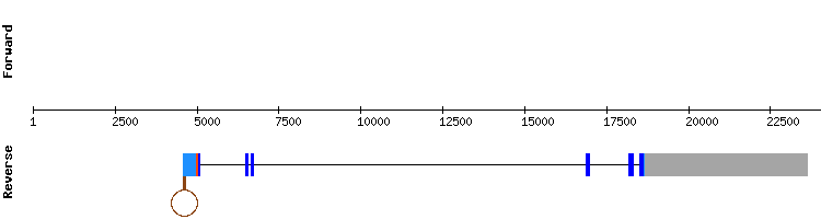 gene structure