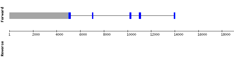 gene structure