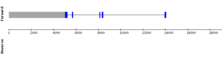 gene structure