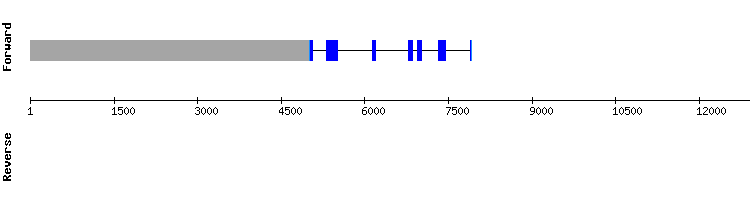 gene structure