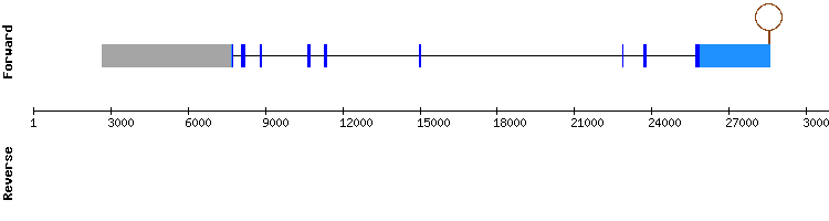 gene structure