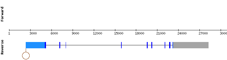 gene structure