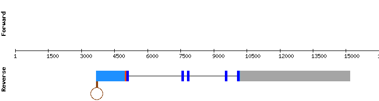 gene structure