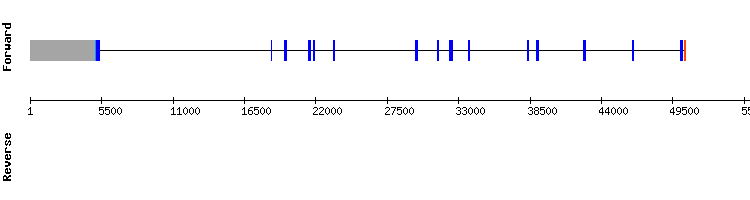 gene structure