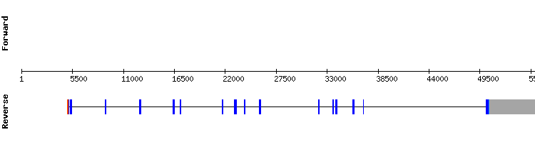 gene structure