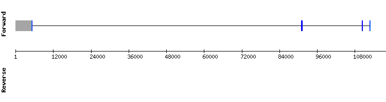 gene structure