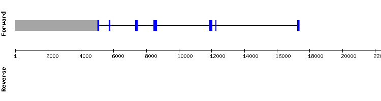 gene structure