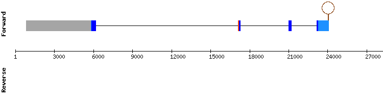 gene structure