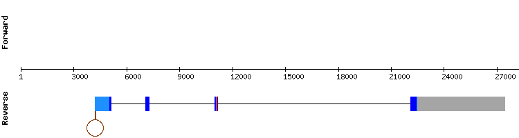 gene structure
