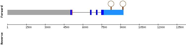 gene structure