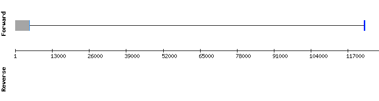gene structure