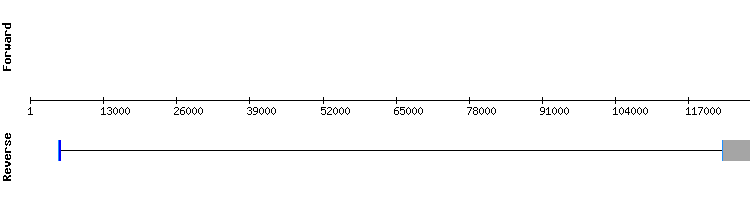 gene structure
