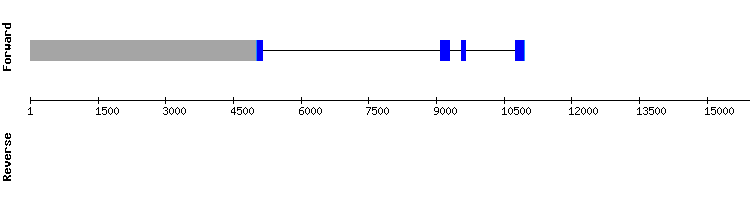 gene structure