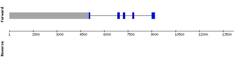 gene structure