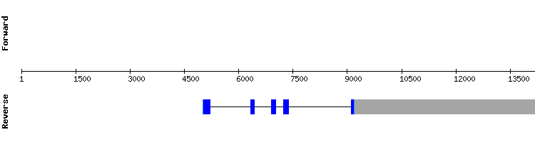 gene structure