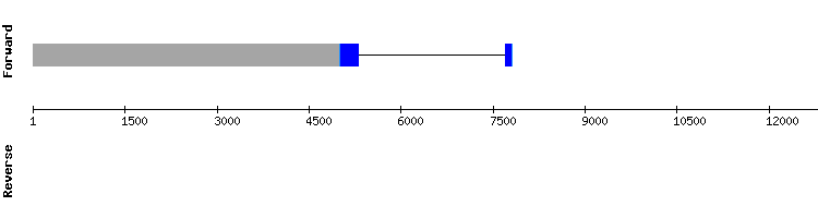 gene structure