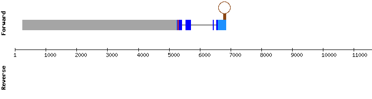 gene structure