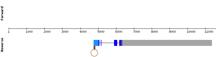 gene structure
