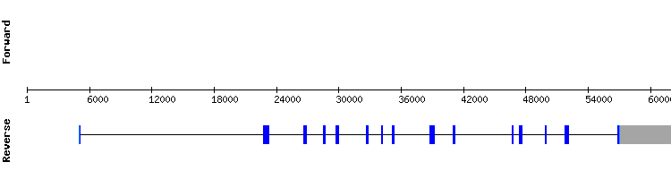 gene structure