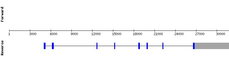 gene structure