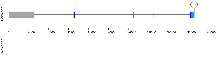 gene structure