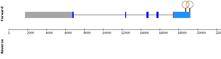 gene structure