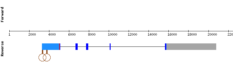 gene structure