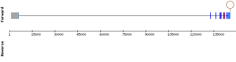 gene structure