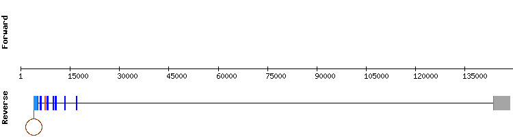 gene structure