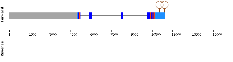 gene structure