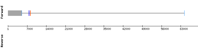 gene structure