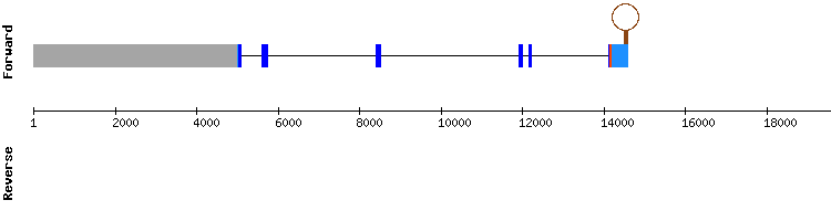 gene structure