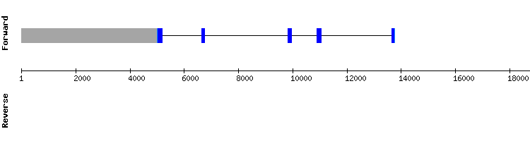 gene structure
