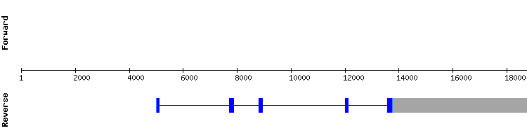 gene structure