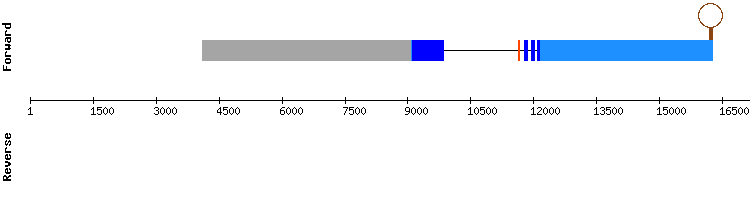 gene structure