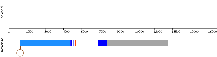 gene structure