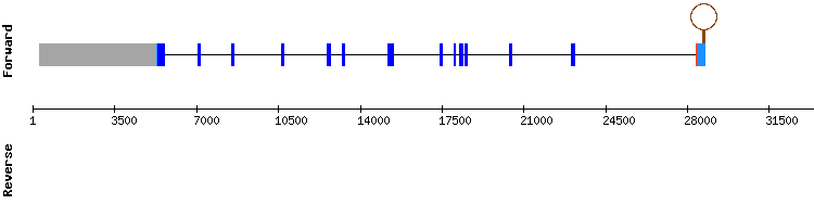 gene structure
