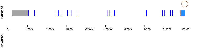 gene structure
