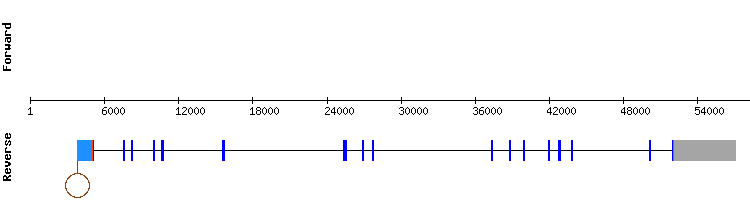 gene structure