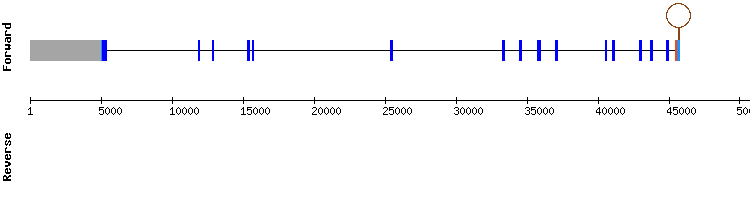 gene structure