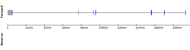 gene structure