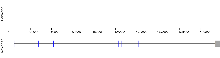 gene structure